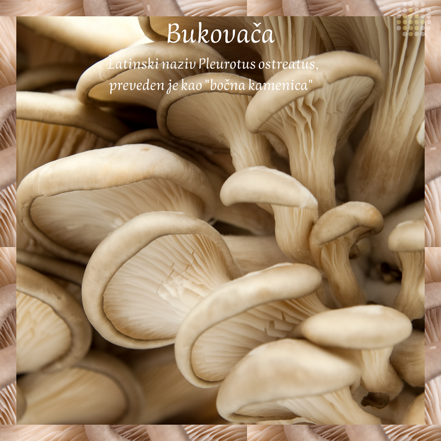 bukovaca vrste