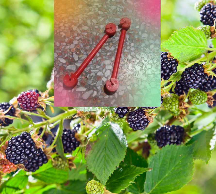 vezice vinogradarstvo