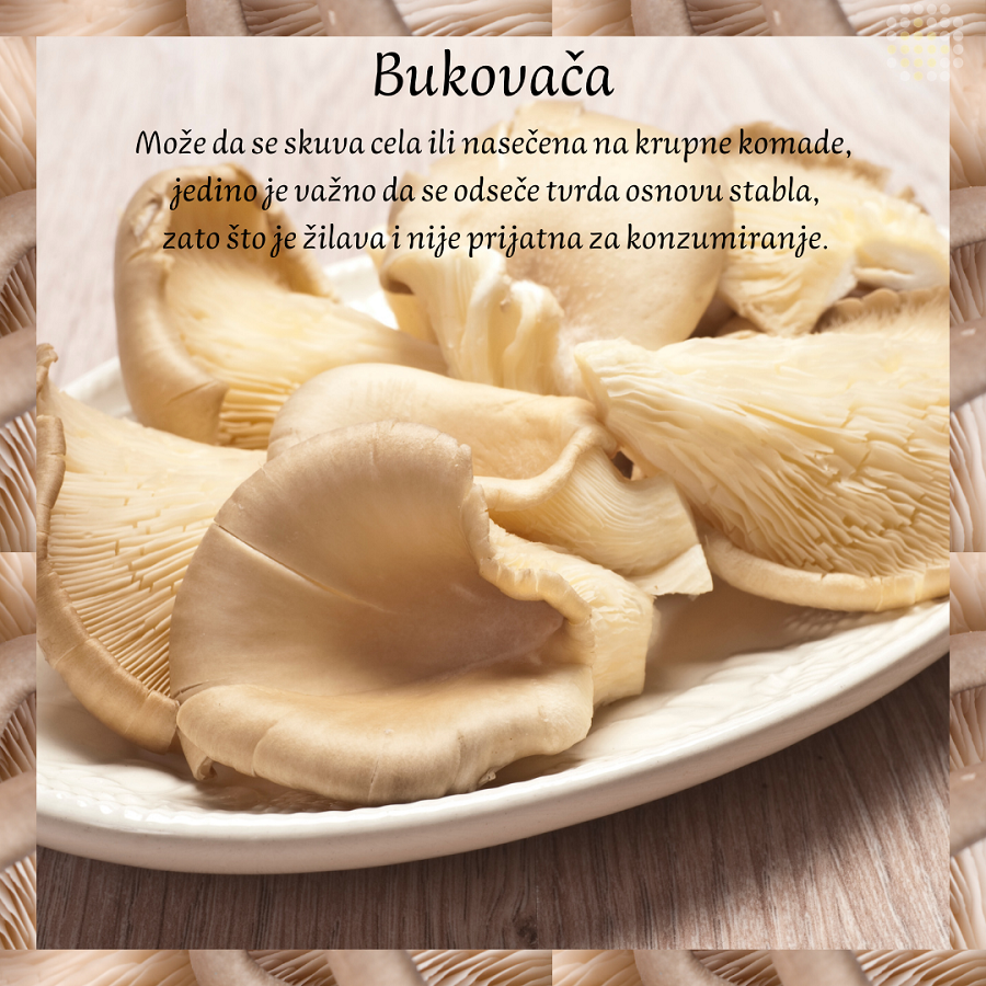svojstva bukovace