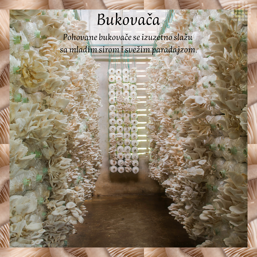 hranjivost bukovace