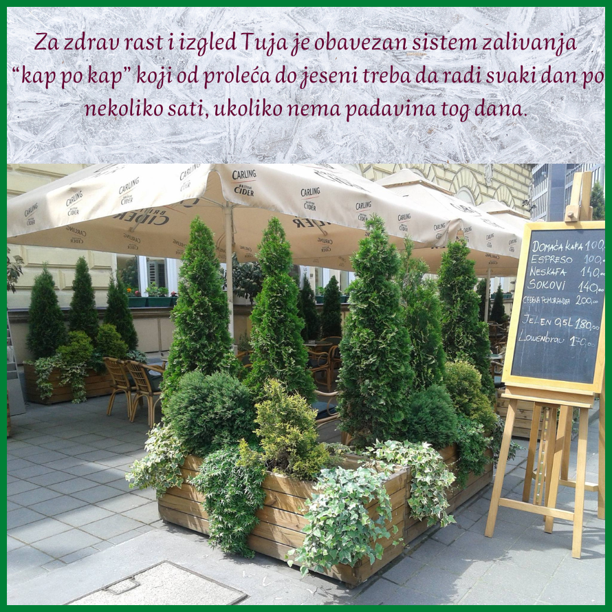beograd rasadnik